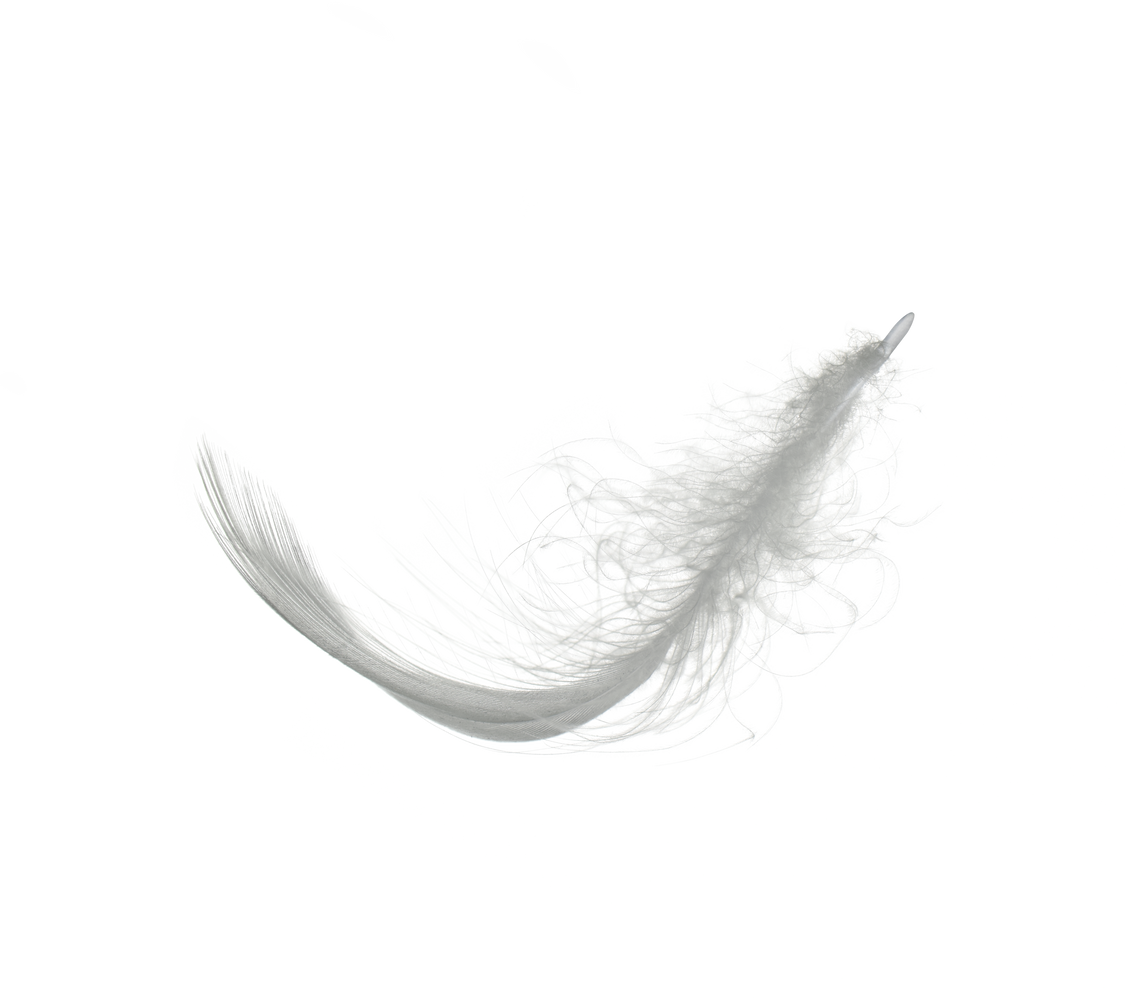 White Feather Isolated